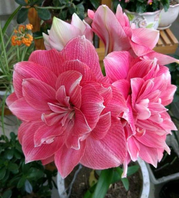 9種漂亮花,越冷越要曬太陽,控水薄肥,才能開得“奼紫嫣紅” 9種漂亮花,越冷越要曬太陽,控水薄肥,才能開得“奼紫嫣紅”