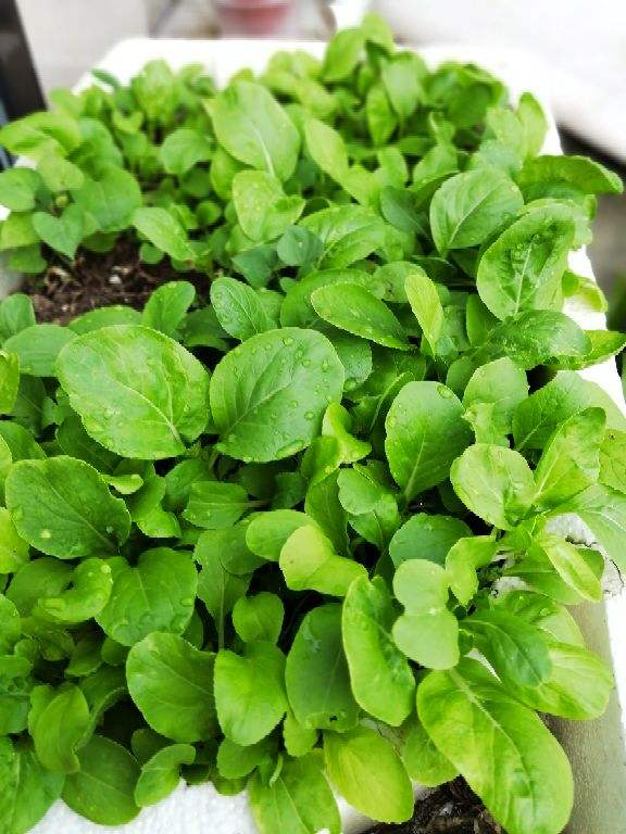 花盆裡就能種的蔬菜，7天發芽，一個月就能吃，冬天買菜不出門