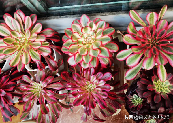 養多肉法師光照不足？這5種漂亮的法師無需陽光直射，散光養更美