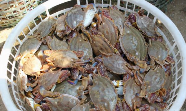 含“寄生蟲”最多的3種海鮮,沒營養還貴,很多人還天天吃 含“寄生蟲”最多的3種海鮮,沒營養還貴,很多人還天天吃