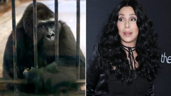 被囚禁水泥牢籠38年,一隻眼睛含淚的猩猩,成了無數人心中的痛 被囚禁水泥牢籠38年,一隻眼睛含淚的猩猩,成了無數人心中的痛