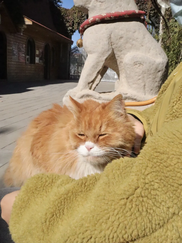 焗南瓜？烤南瓜？還是你要“戴”南瓜？