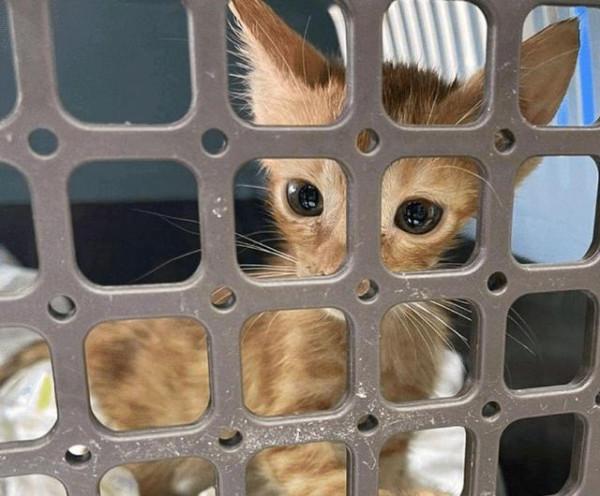 小橘貓見到“後媽”很激動，它緊抱住不願放手，重溫媽媽的溫暖