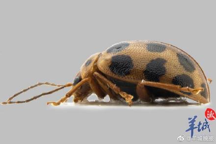 廣州海珠國家溼地公園發現昆蟲新物種