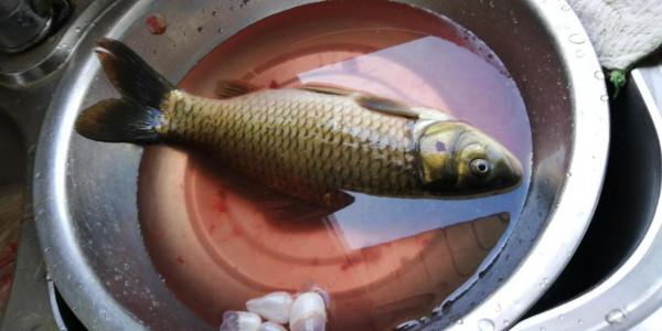 呈現一道清蒸鯉魚 呈現一道清蒸鯉魚