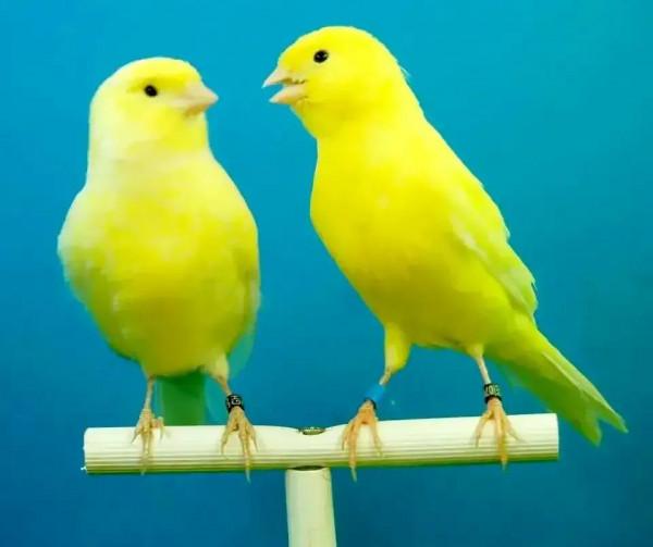 分享圖片&mdash;&mdash;美麗的金絲雀集錦