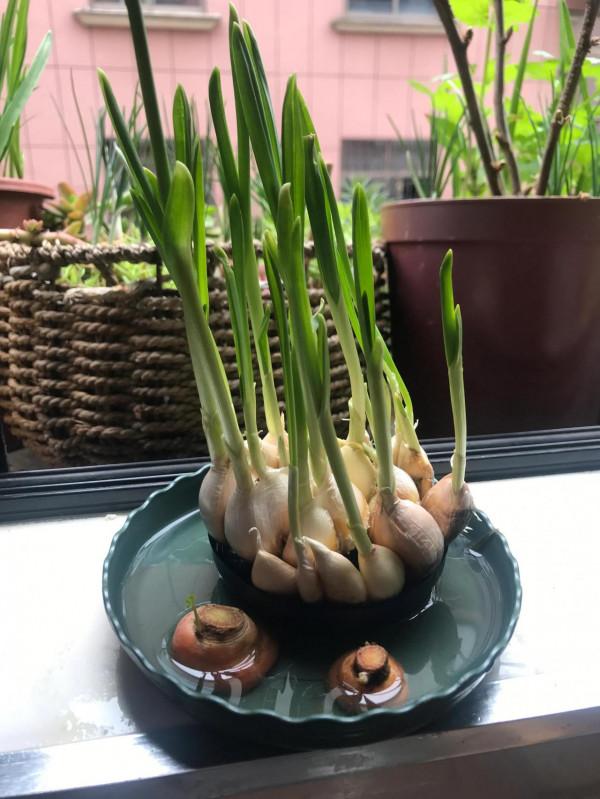 曬曬我廚房陽臺上的小菜籃