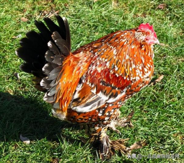 養這種雞肉很甜,一年能下250個雞蛋的“矮人雞”應該很有搞頭吧 養這種雞肉很甜,一年能下250個雞蛋的“矮人雞”應該很有搞頭吧