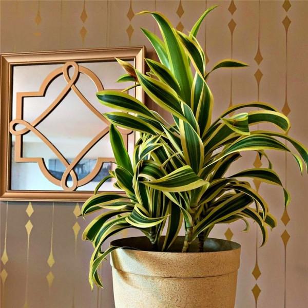 100種觀葉綠植,50種大型的,50種小型的,家裡沒有陽光也能養 100種觀葉綠植,50種大型的,50種小型的,家裡沒有陽光也能養