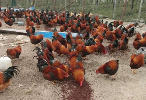 農村老鐵深山養土雞，年賺千萬逆襲成土豪，他是怎樣成功緻富的呢