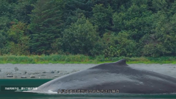 這就是2020年人們居家避疫，給大自然帶來的真實變化，值得深思