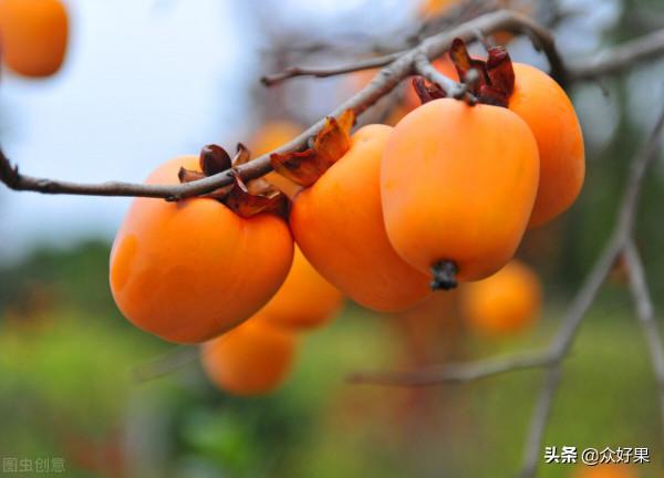 廣西水果面積2028.85萬畝，排名前11的特色水果是哪些？