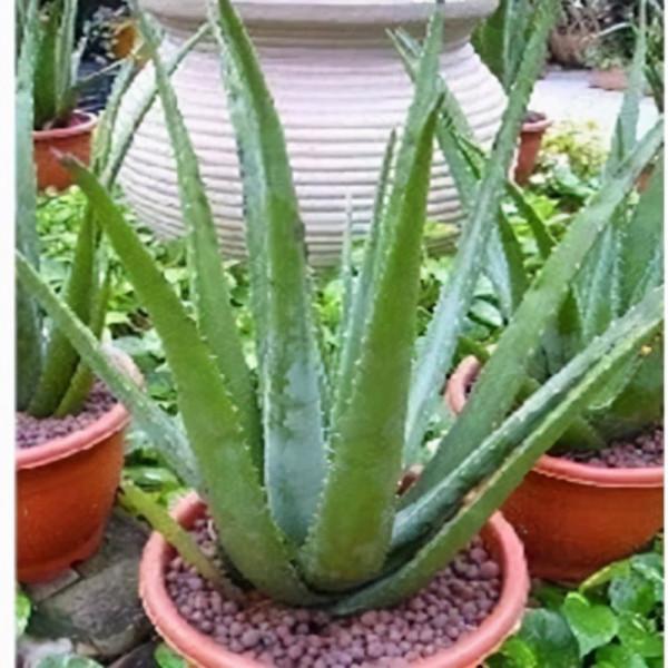 喜歡養花的女人,建議養這“5種花”,“美容養顏”好處多多 喜歡養花的女人,建議養這“5種花”,“美容養顏”好處多多