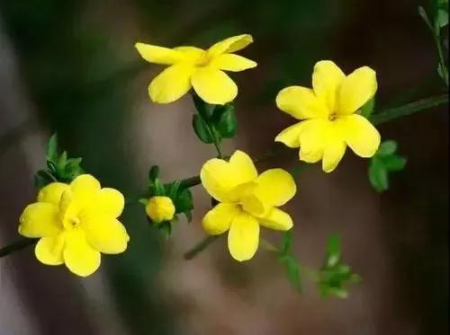 爛然黃燦的——迎春花