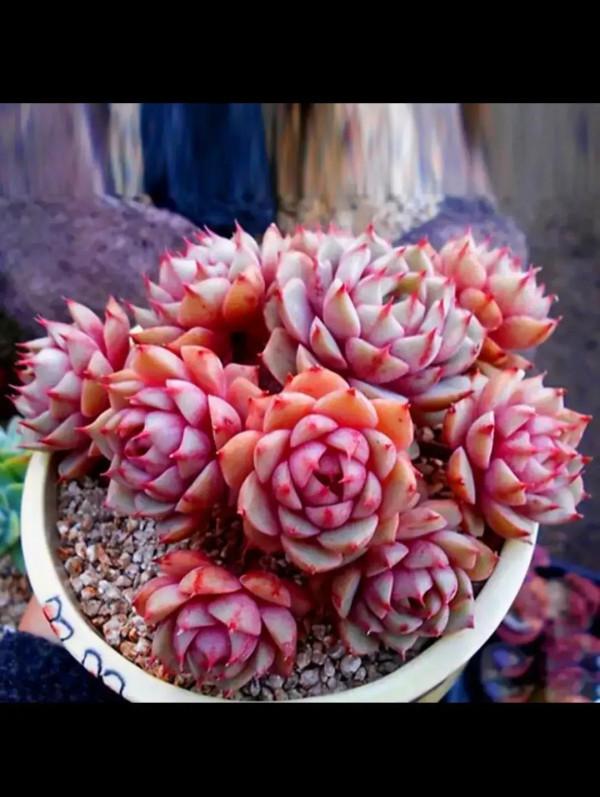 分享圖片，可愛的多肉們，收藏了