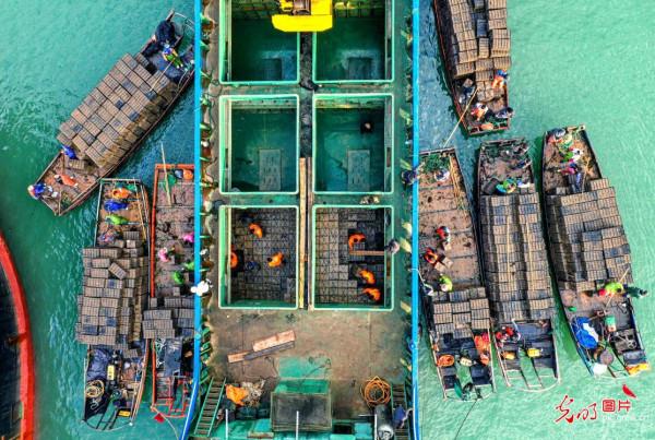 “山東鮑魚”南遷福建轉場越冬