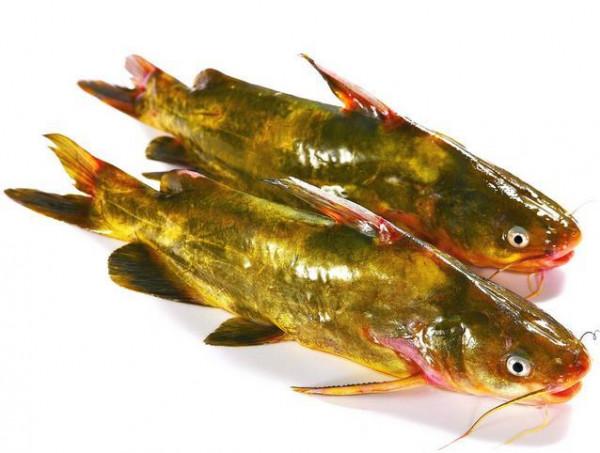 黃骨魚在各地都有哪些叫法.價格如何.野生的多嗎 黃骨魚在各地都有哪些叫法.價格如何.野生的多嗎