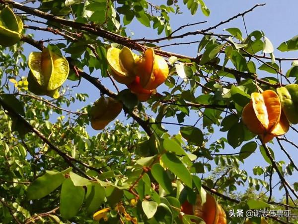 海南風光美（016）楊桃長啥樣？