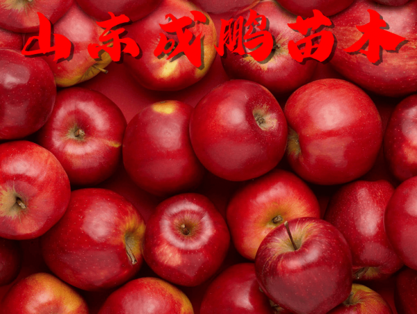 2021新品種水果苗