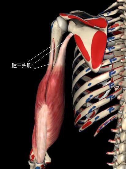 肘腕關節活動度評估要點
