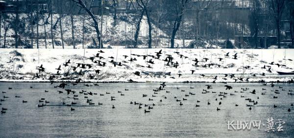 高畫質圖 &vert; 平山縣治河溼地：大雪後 群鳥歡