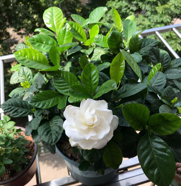 買梔子花如何區分“品質”?記住3點,買到合適的,才能年年開花 買梔子花如何區分“品質”?記住3點,買到合適的,才能年年開花