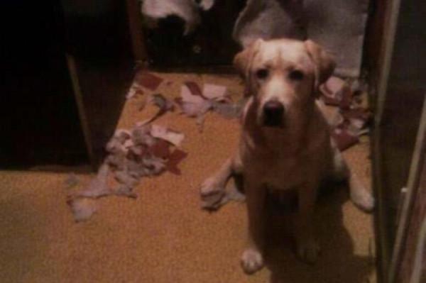 因搞破壞被抓時的狗狗,它的表情我能笑一天 因搞破壞被抓時的狗狗,它的表情我能笑一天