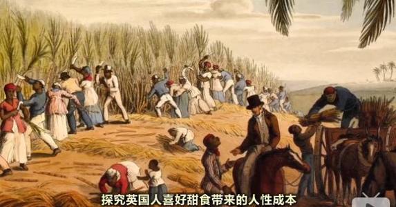 茶葉先生掀起了戰爭 甘蔗女士使人類遷徙