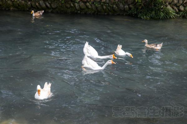 梵淨山下的雲舍村，曾經猴子愛喝的水，現在成了村民們的天然冰箱