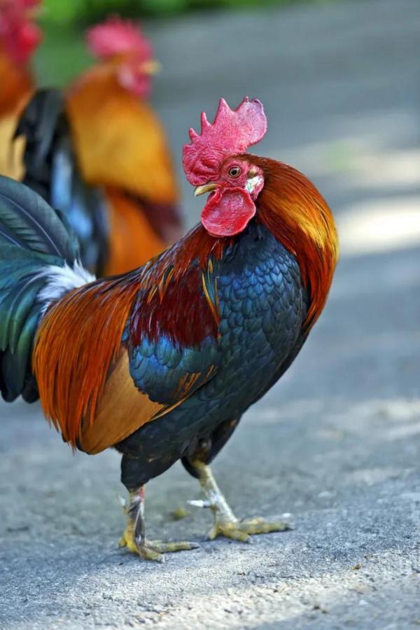 公雞打鳴(民間故事) 公雞打鳴(民間故事)