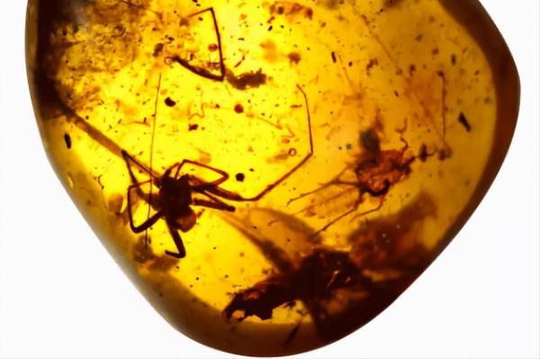 親子閱讀：《山海經》育沛與蜜蠟（琥珀）的糾結