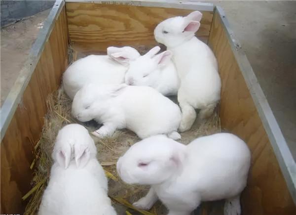 農民養殖幼兔，有一種很好的餵養方法，益處多