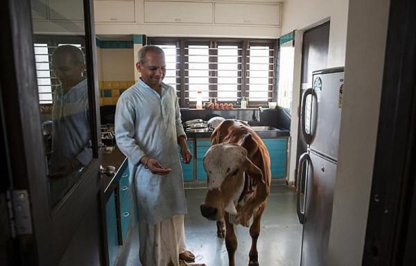 印度富豪拋棄妻子和兩個孩子,花18萬跟母牛結婚,多瘋狂才能這樣 印度富豪拋棄妻子和兩個孩子,花18萬跟母牛結婚,多瘋狂才能這樣