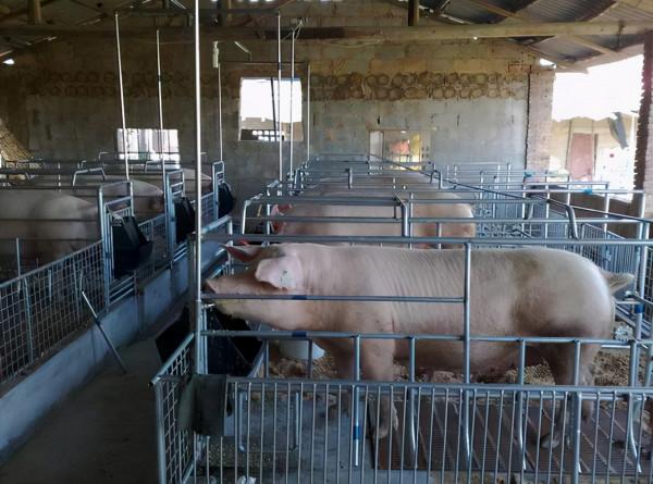 聽說豬呼吸道病難治?可能是你沒有找對原因及方法 聽說豬呼吸道病難治?可能是你沒有找對原因及方法