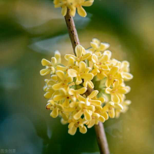 院子裡有空地要種三種樹，沒空地擠擠也要種，寓意深遠