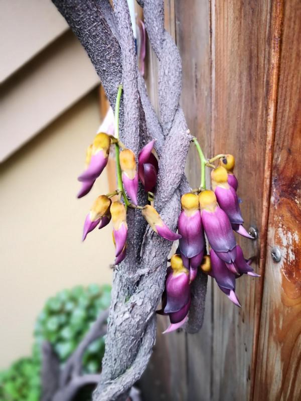 禾雀花：猶如禾雀飛舞