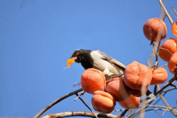 景山偷吃柿子 景山偷吃柿子