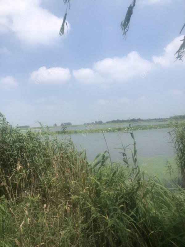 2021垂釣日誌之48，白馬湖高溫揮汗提鯽忙