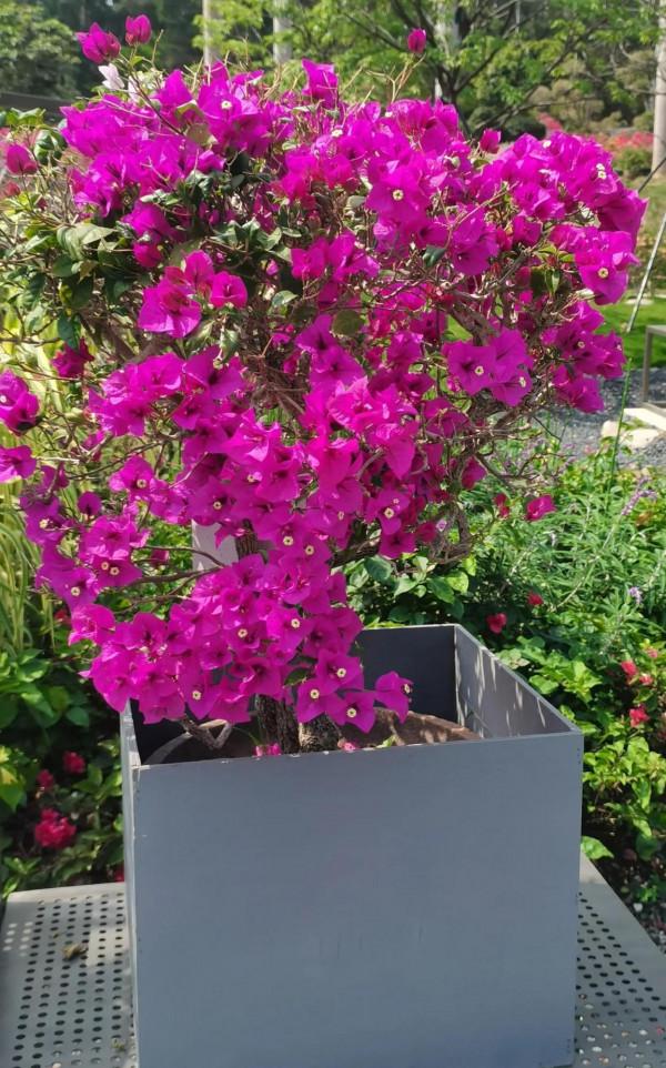 觀賞精品杜鵑 觀賞精品杜鵑