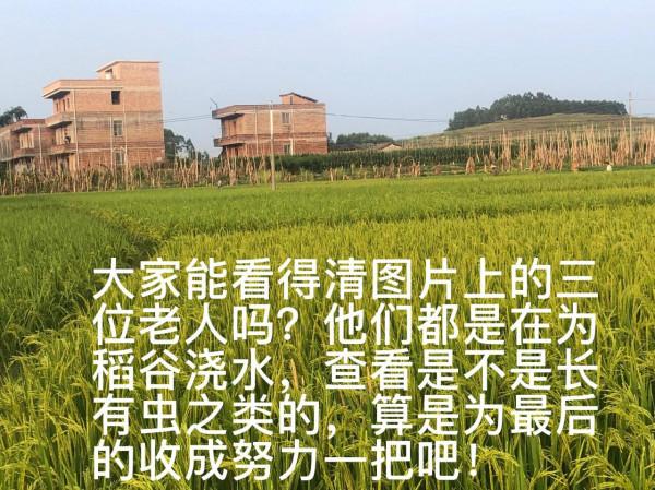 看到農民如此辛苦，卻只換得微博收入，心痛