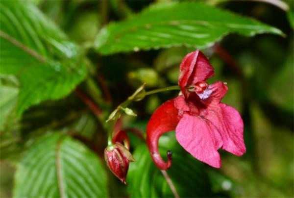 鳳仙花靠什麼傳播繁殖?不靠風、不靠動物,自力更生“發射”種子 鳳仙花靠什麼傳播繁殖?不靠風、不靠動物,自力更生“發射”種子