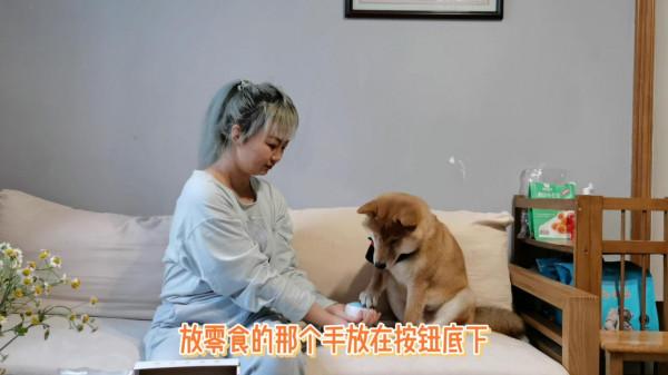 不敢信！我居然教會了自家柴犬“說”人話
