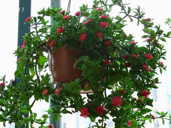 養“牡丹吊蘭”，6個實用技巧，花蕾“蹭蹭”冒，開花又多又漂亮