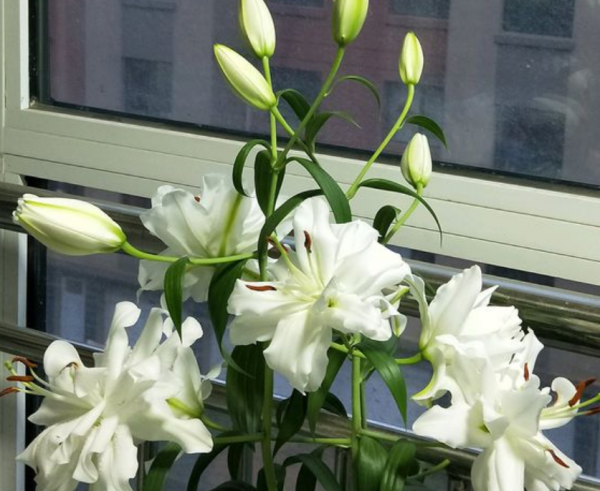 12月，盆栽這6樣植物，早點“斷水斷糧”，葉不黃根不爛