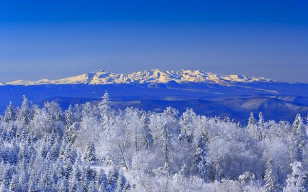狼群圍困木幫窩棚半月，看守窩棚的兩個山東人靠武術殺狼度日