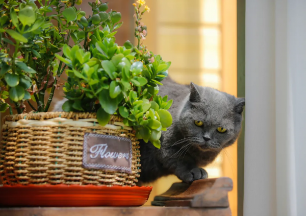 辛丑年末的冬天，是寶藍色