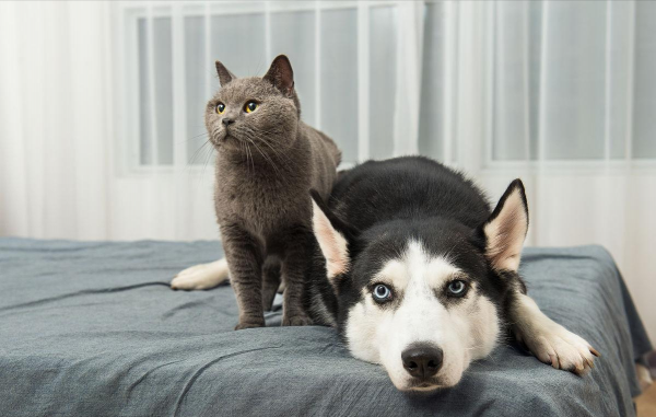 這8種狗狗，是犬類中最“特殊”的存在，你認識哪一隻？