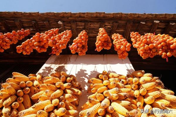 農民大爺把“柿子開花”變美味，10元1斤成搶手貨，如手提錢串串