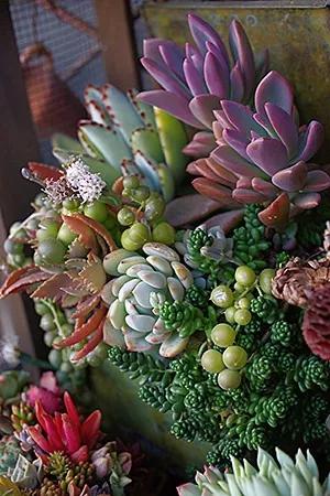 多肉的世界,簡單執著,看看你都見過哪些 多肉的世界,簡單執著,看看你都見過哪些