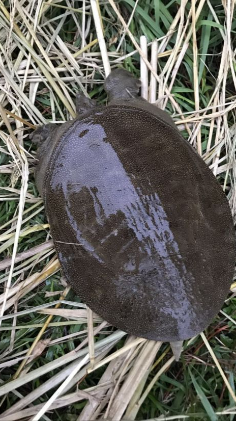 河南方言“不老蓋”“老鱉一”“寫酒”這些詞彙的歷史來源 河南方言“不老蓋”“老鱉一”“寫酒”這些詞彙的歷史來源